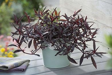 Game Pass增长率已连续两年未达微软内部目标