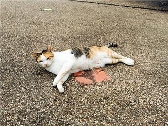 格斗游戏《碧蓝幻想Versus：崛起》Steam商店页面上线 支持中文